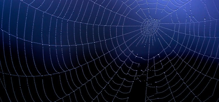 Aufruf zur Bilddiskussion – hier: Spinnennetz mit Tautropfen